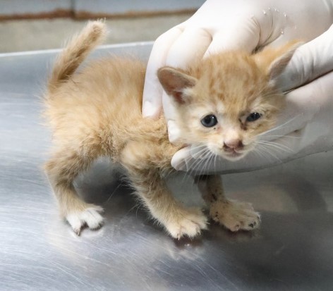 종료(자연사) 한국…